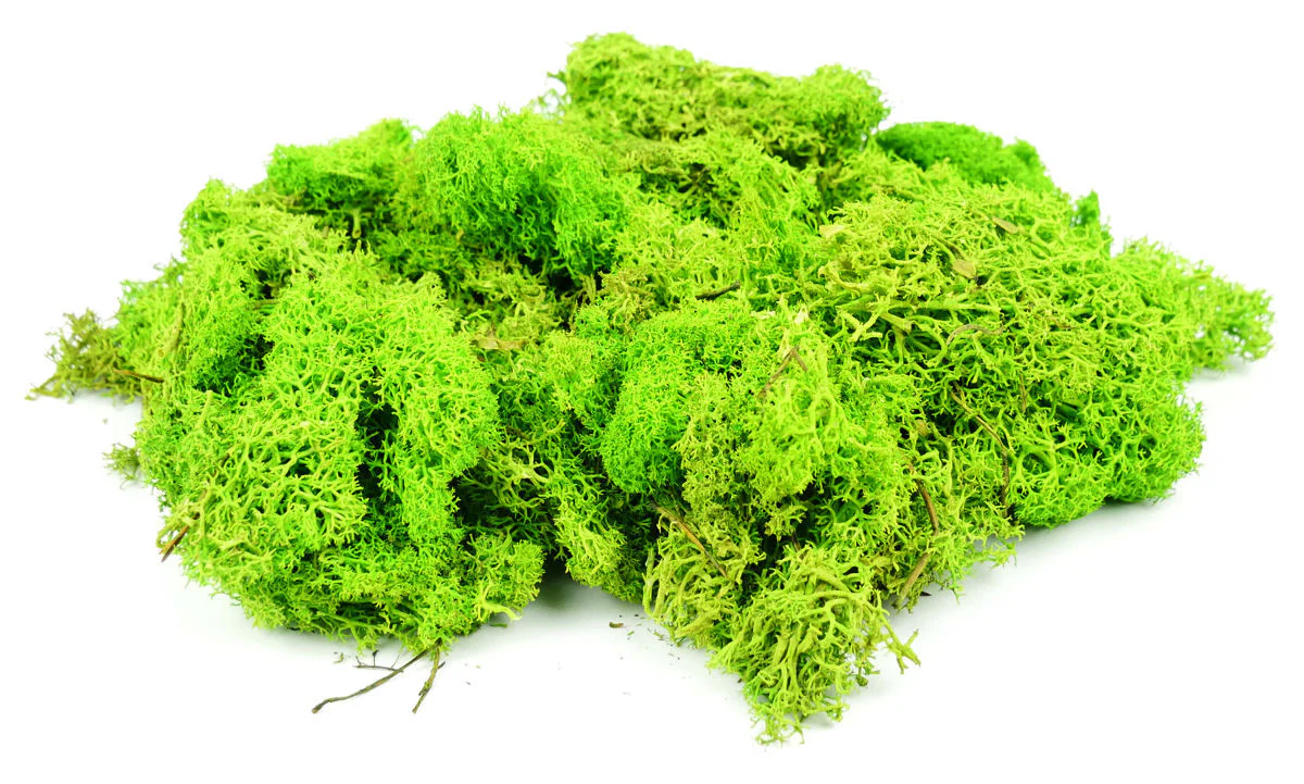 GM1601 Light Green Lichen 80g