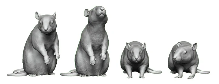 31103-148 N Gauge Pets, Wildlife & Livestock - Rats - Pack of 6