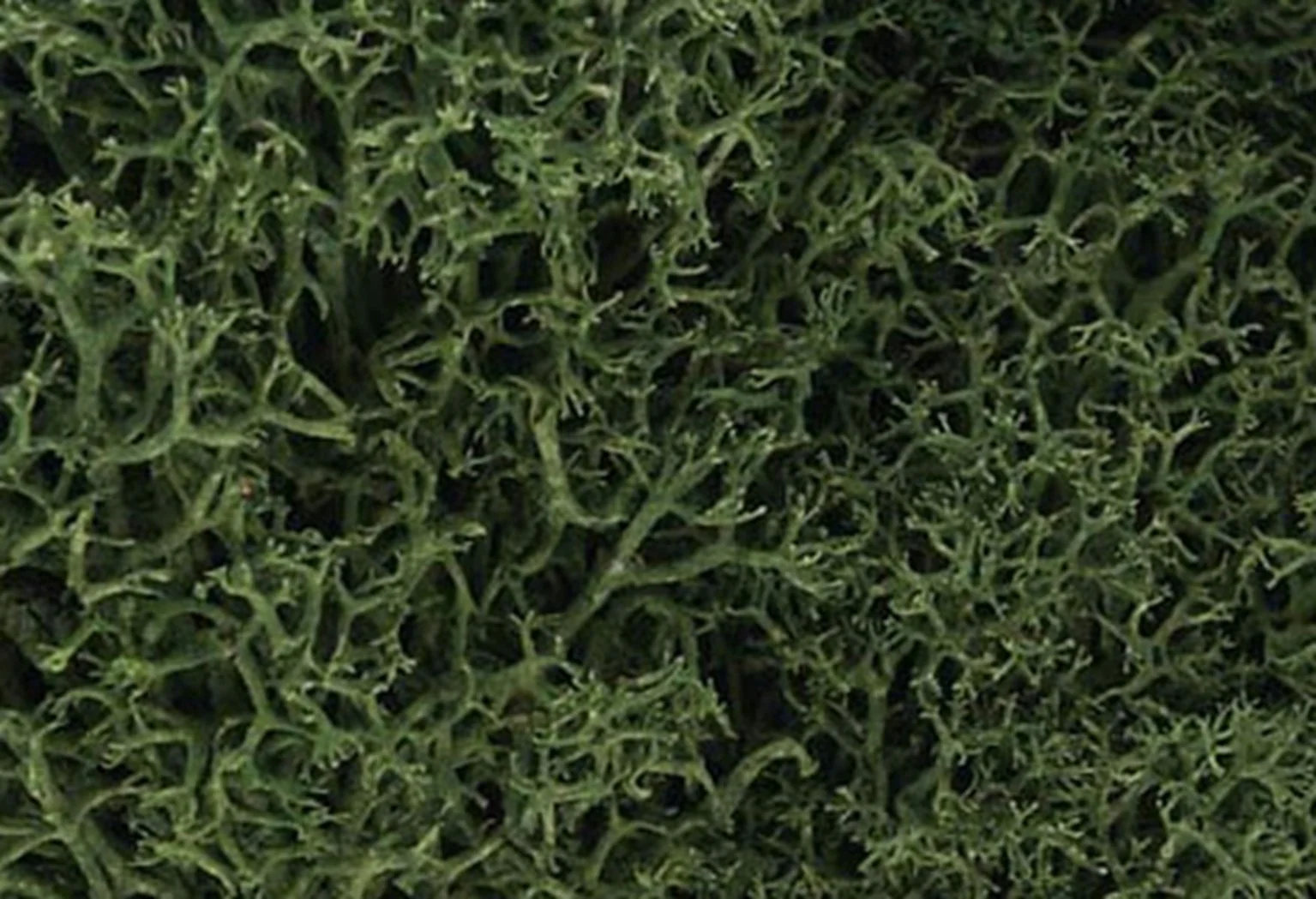 WL163 L163 Medium Green Lichen - Image 2